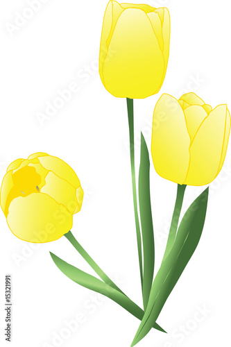 Vector yellow tulips over white