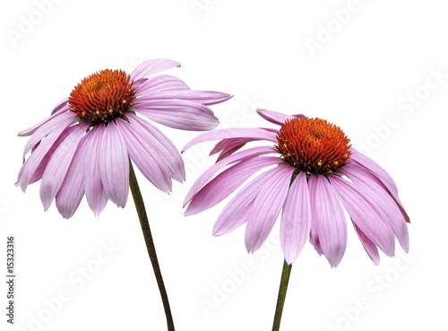 pink echinacea isolated photo