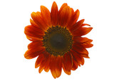 Red isolated sunflower