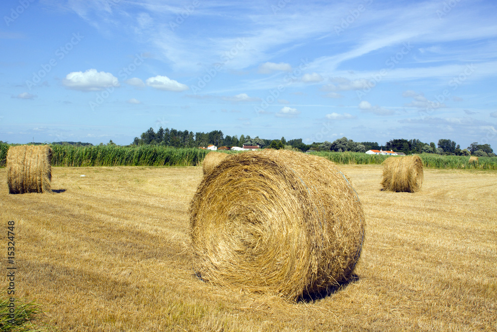 paysage de moissons dans les marais en Vendée