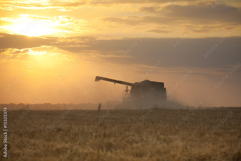 Fototapeta premium Harvest time