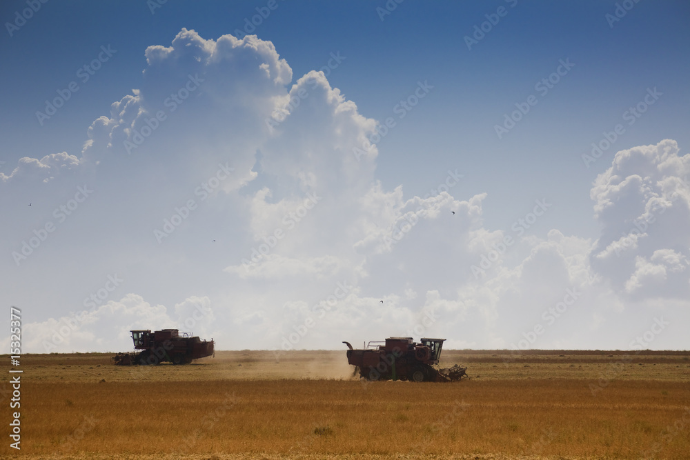 Fototapeta premium Harvest time