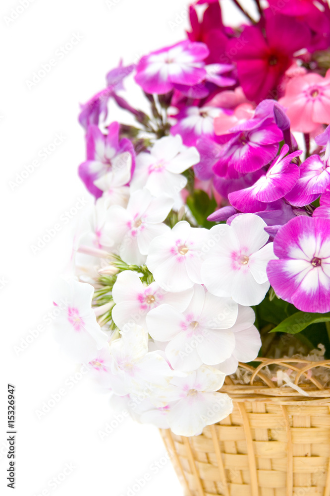 Bouquet of phloxes on a white background