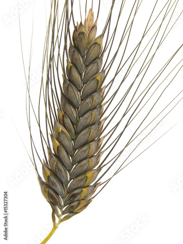 grey emmer - old sort of wheat/Grauer Emmer