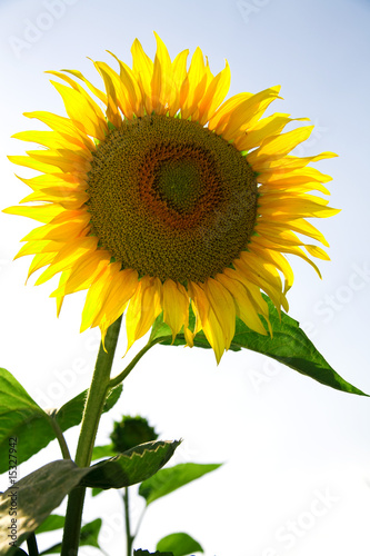 Beautiful sunflower growing...