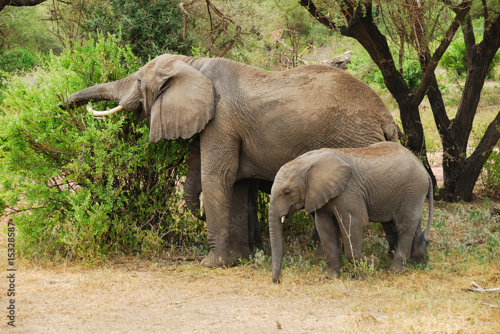 Elephant’s family