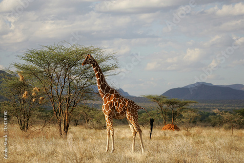 Reticulated Giraffe in Samburu National Refuge