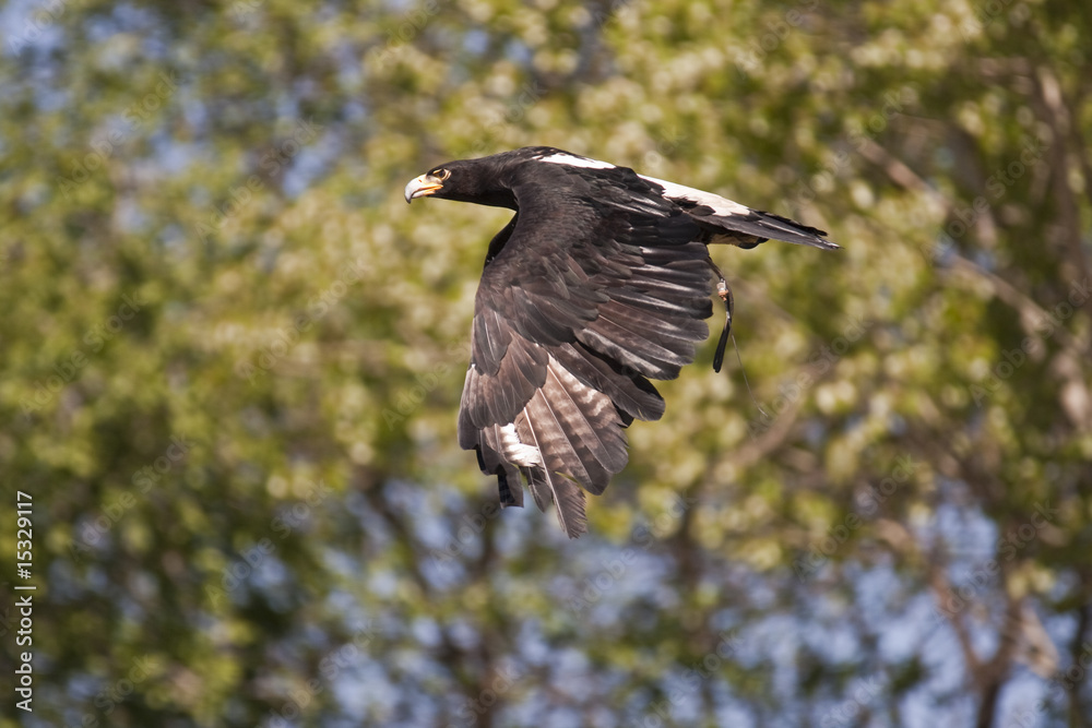 Obraz premium Pigargo