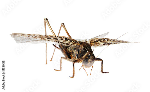Grasshopper, Locusts on a white background. (Tettigonioidea)