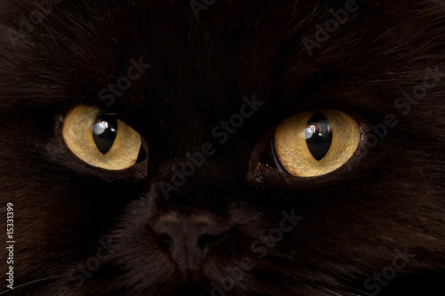 black cat