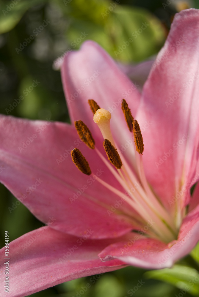 pink Lily