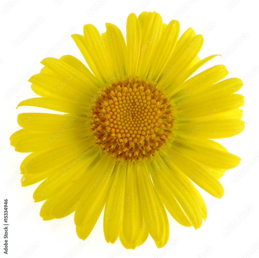 yellow daisy