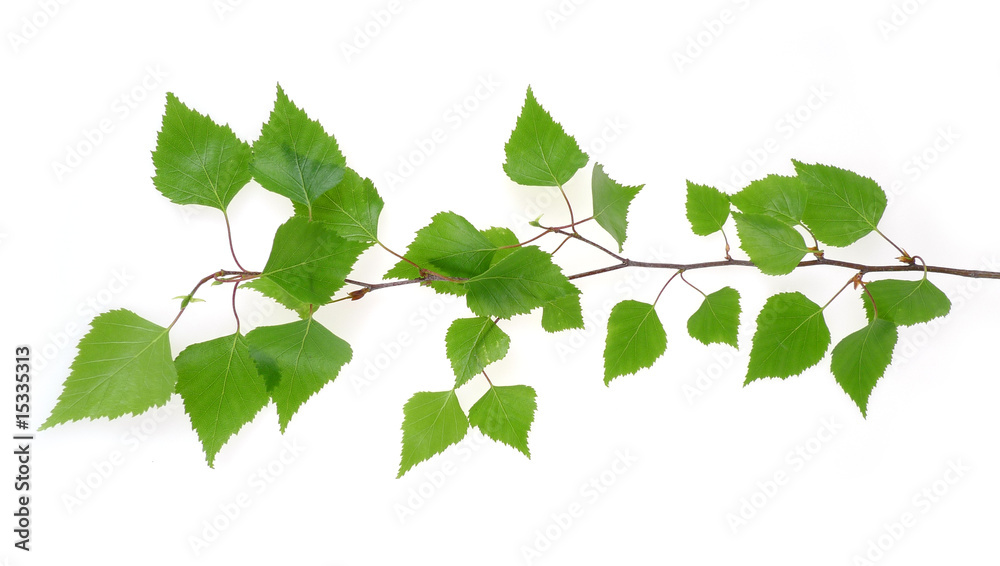 Obraz premium gałąź brzozy na białym tle