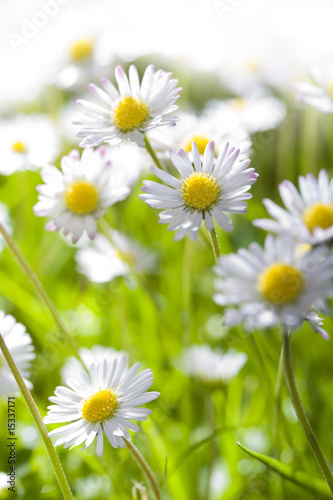 Daisies in grass 4