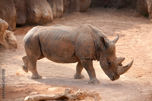 Rhino in bioparc, Valencia, Spain