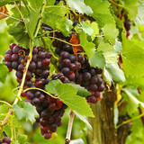 Rotwein, blaue Trauben, Weinlese, Weintrauben