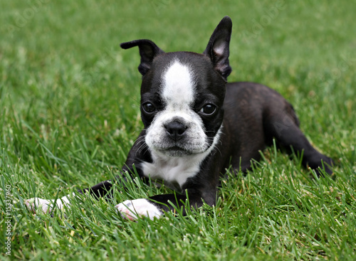 Fotografie Boston Terrier puppy