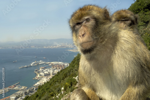 Monkeys at Gibraltar © robepco