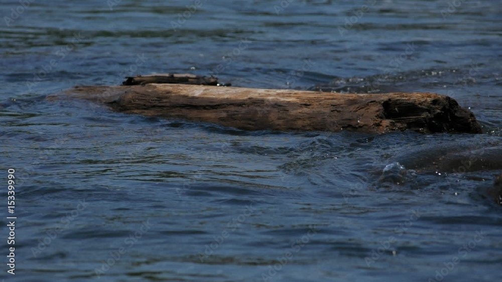 Water Flowing around Driftwood Water Flowing around Driftwood