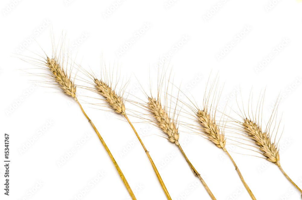 Five diagonal wheat spikes Five diagonal wheat spikes