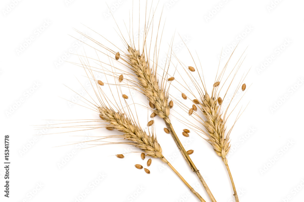 Obraz premium Three wheat spikes with seeds