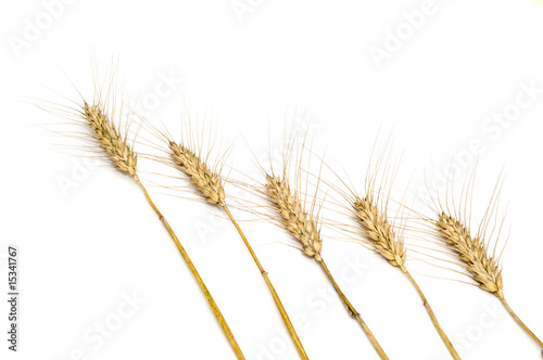 Five diagonal wheat spikes
