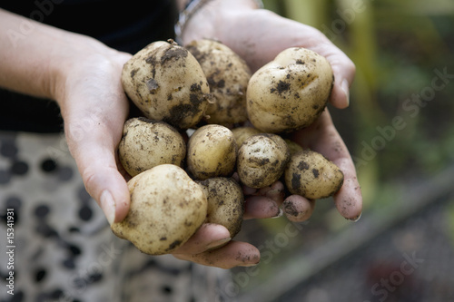 female hands holding freshly dug potatoes