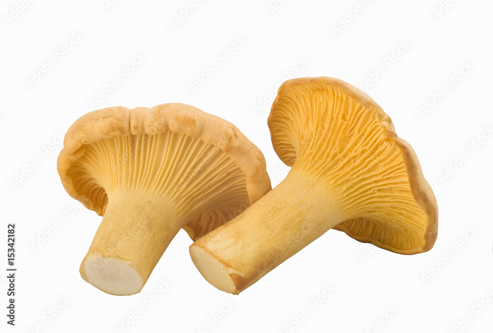 chanterelle mushrooms chanterelle mushrooms
