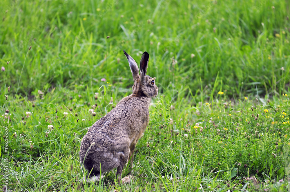 Obraz premium Feldhase ( Lepus timdus ) sitzt im Gras