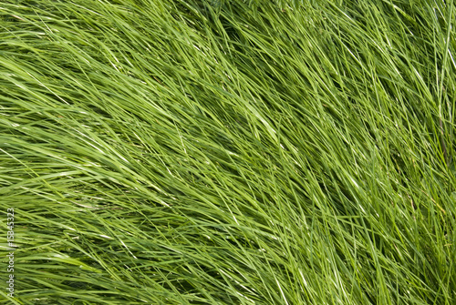 Grass texture