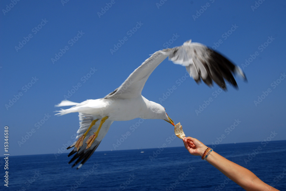 Obraz premium gabbiano che mangia da uomo