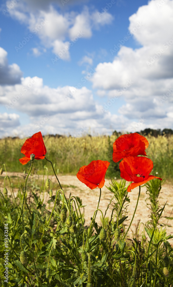 Obraz premium _MG_9953.jpg