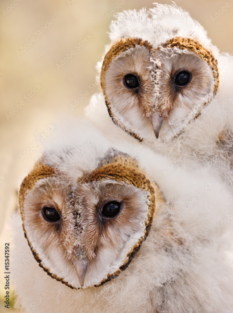 Fototapeta premium baby owl chick