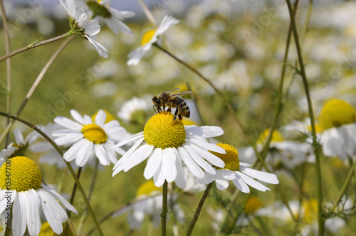 Biene beim bestäuben - Kamillenblüten