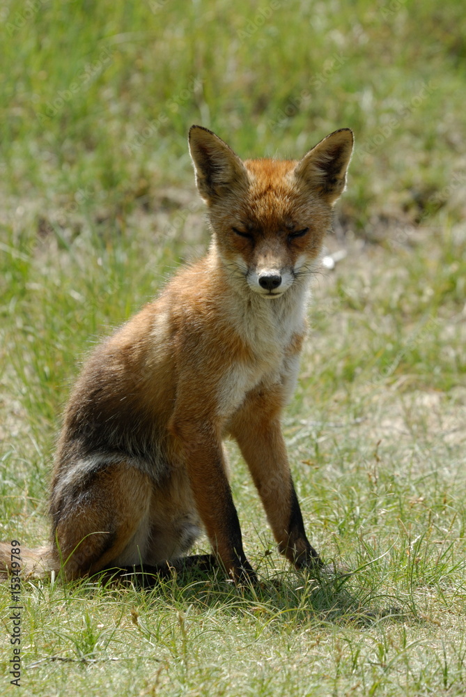 A beautiful fox (Vulpes vulpes)