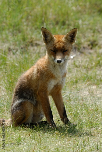 A beautiful fox (Vulpes vulpes) © Eric Gevaert
