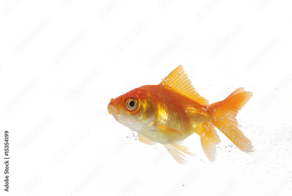 Obraz premium gold fish
