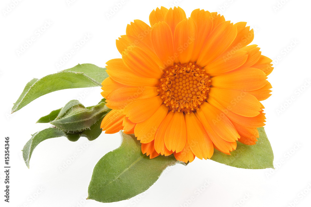 Calendula isolated on white