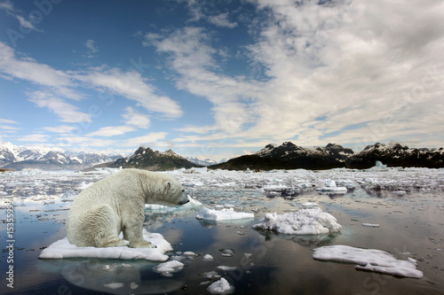 Photo Sad Polar bear because of global warming