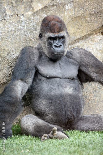 Male of gorilla in bioparc in Valencia, Spain © Tomas Hajek
