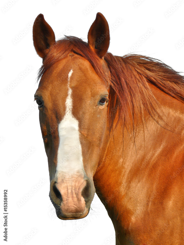 Fototapeta premium Horse's Head