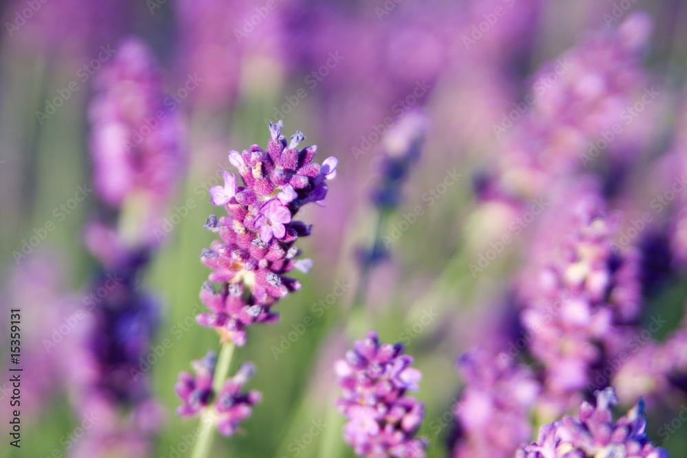 Lavender in summer with short depth of field Lavender in summer with short depth of field