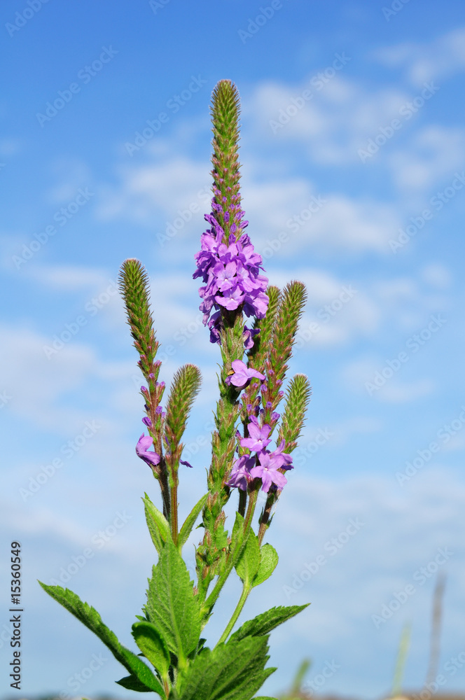 Obraz premium Hoary Vervain (Verbena stricta) Wildflower