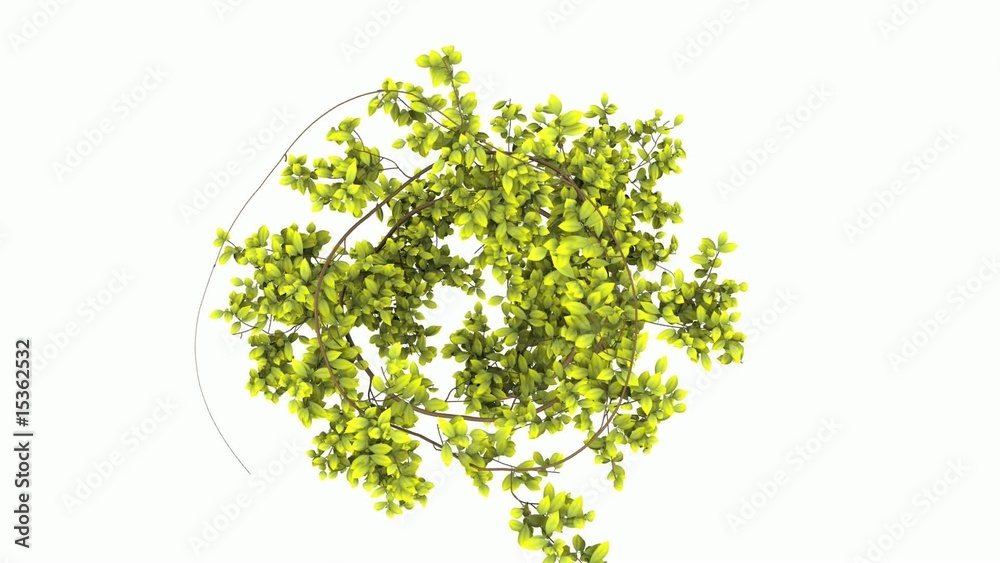 Spiral growing plant