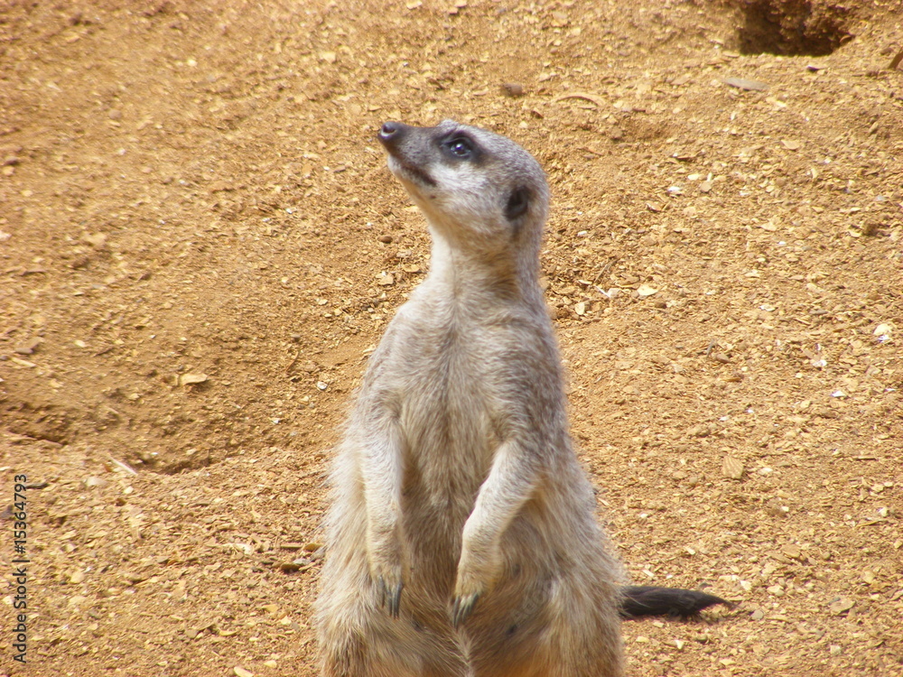 Fototapeta premium prairie dog