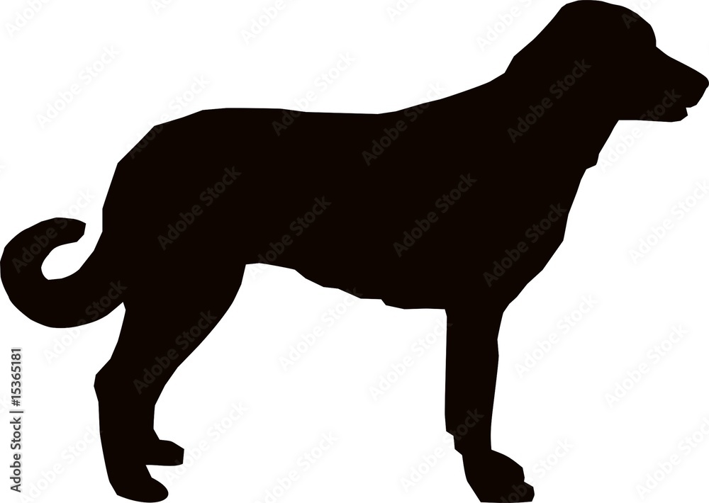 Anatolian Shepherd dog