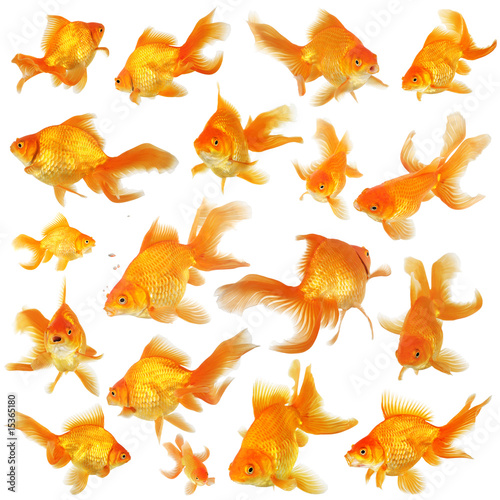 Obraz na plátně Collage of beautiful fantail goldfish