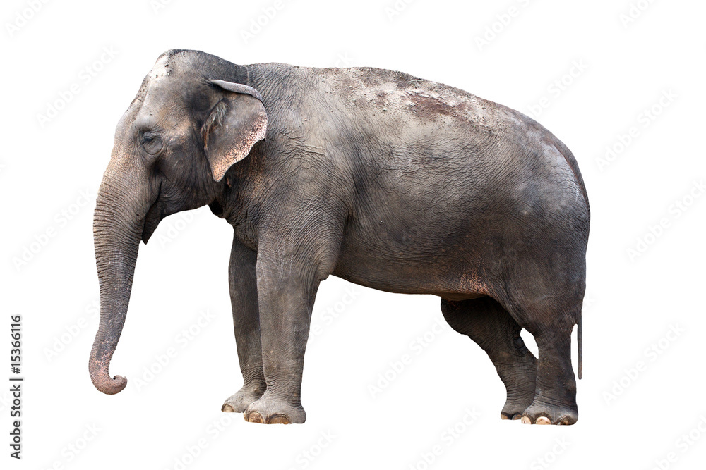Indian elephant Indian elephant