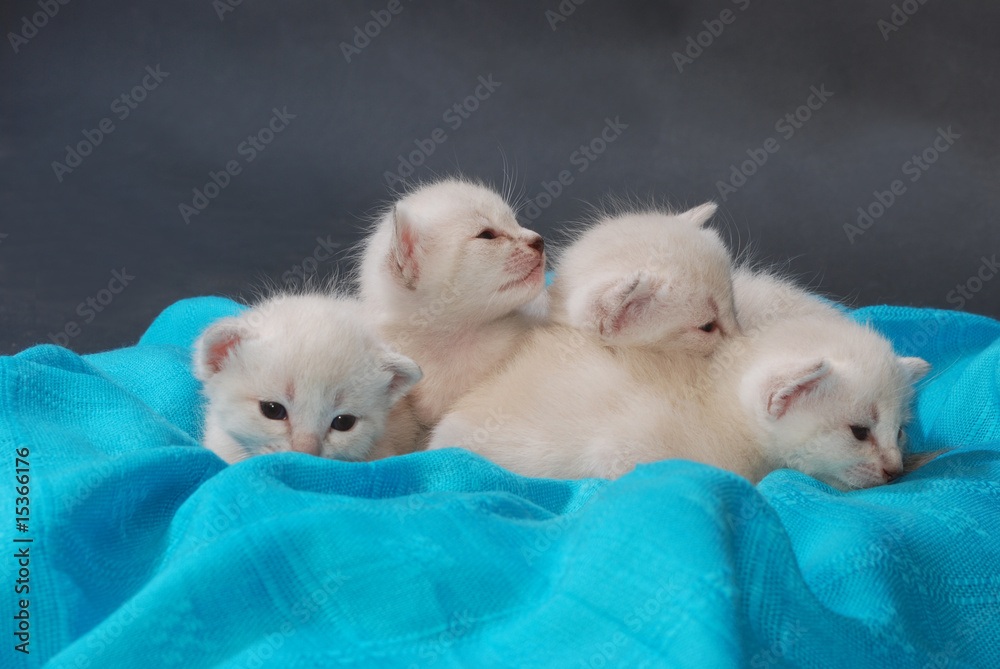 Gattini Gattini