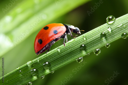 Murais de parede Ladybug running along the green wet grass.